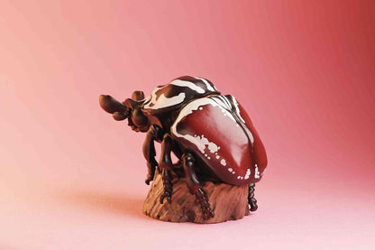 Goliath Beetle | Goliathus Goliatus