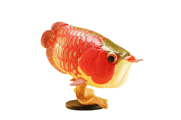 Indonesian Red Arowana | Scleropages Legendrei