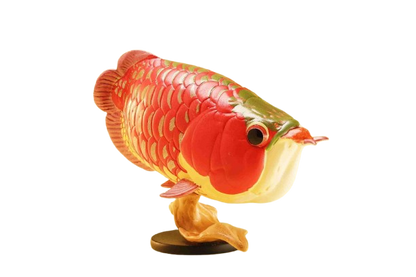 Indonesian Red Arowana | Scleropages Legendrei
