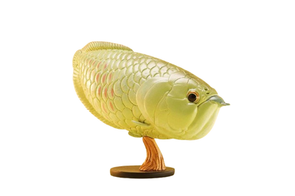Silver Arowana | Osteoglossum Bicirrhosum