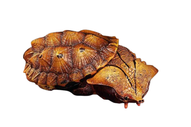 Mata Mata Turtle (Black) | Chelus Fimbriatus