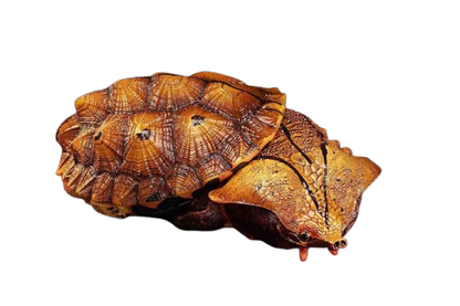Mata Mata Turtle (Black) | Chelus Fimbriatus
