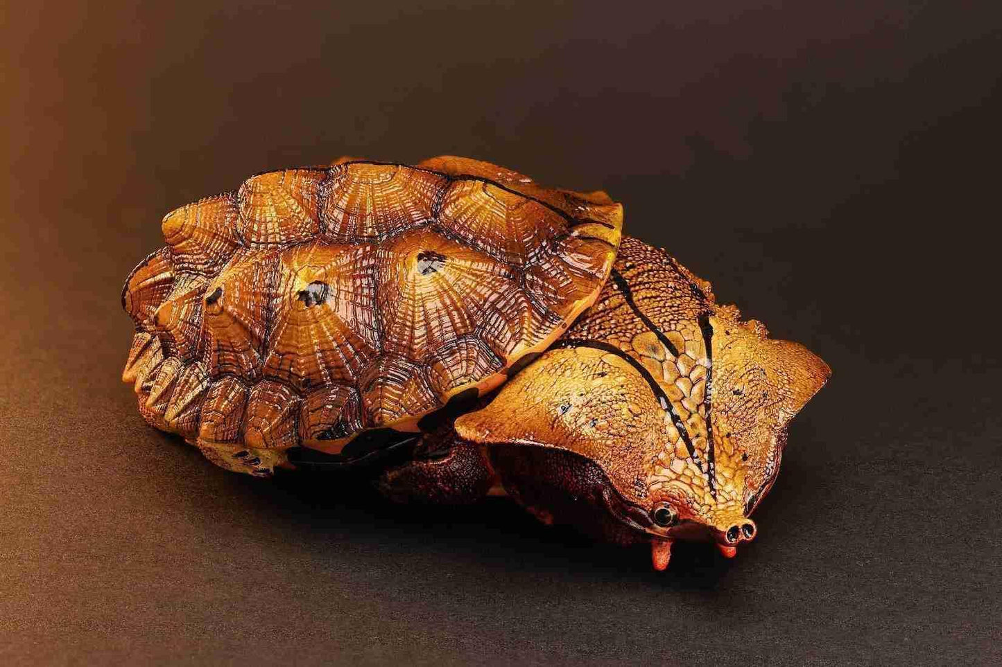 Mata Mata Turtle (Black) | Chelus Fimbriatus