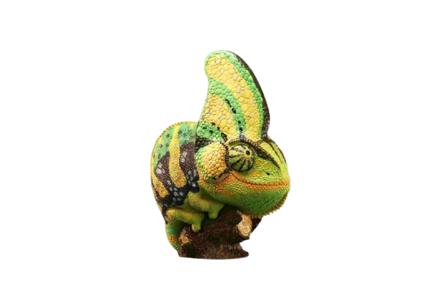Veiled Chameleon (Green) | Chamaeleo Calyptratus
