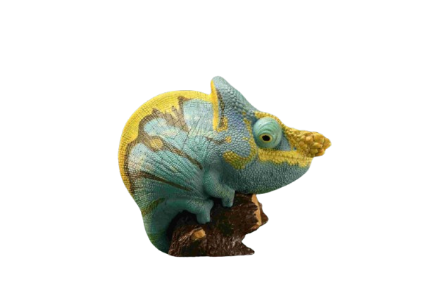 Parson’s Chameleon | Calumma Parsonii