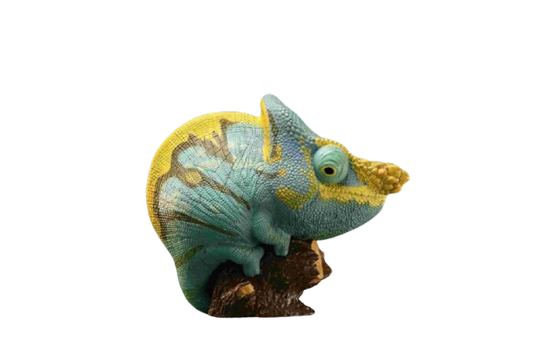 Parson’s Chameleon (Calumma parsonii)