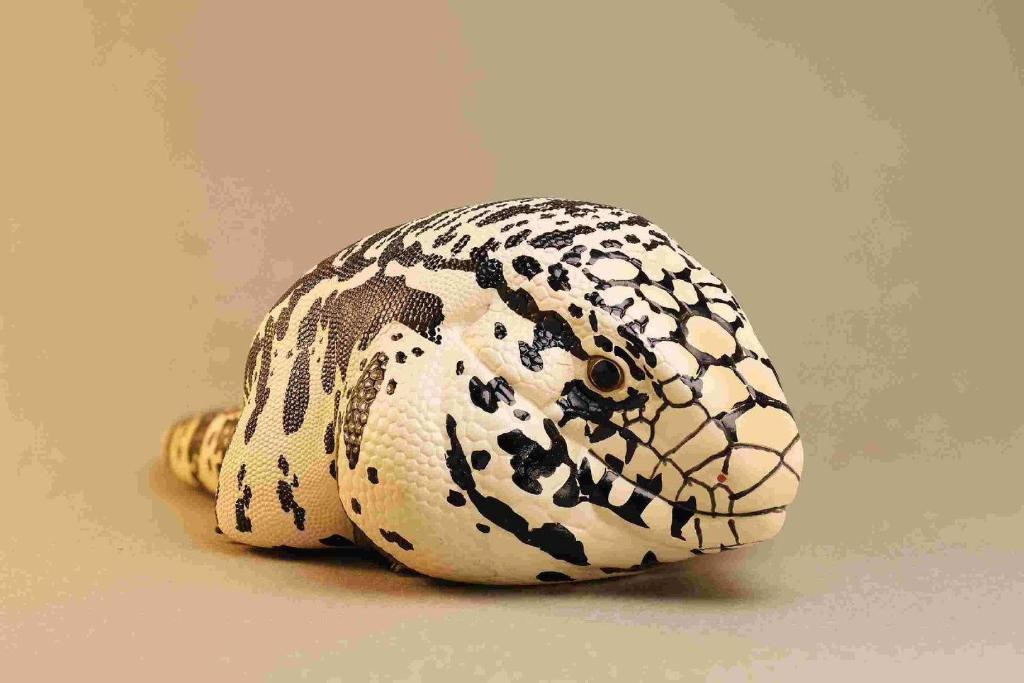 Argentine Black & White Tegu | Salvator Merianae