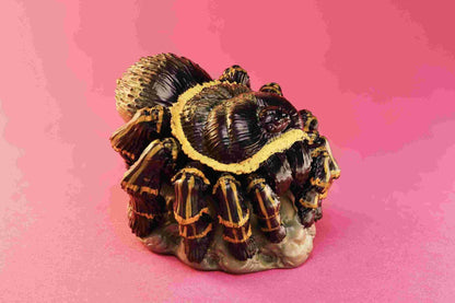 Chaco Golden Knee Tarantula | Grammostola Pulchripes
