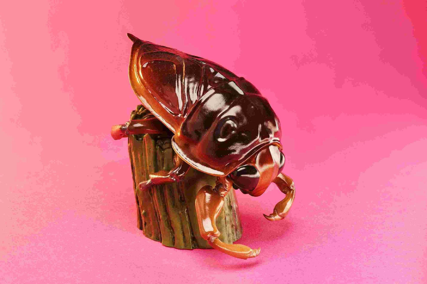 Giant Water Bug | Lethocerus Deyrollei