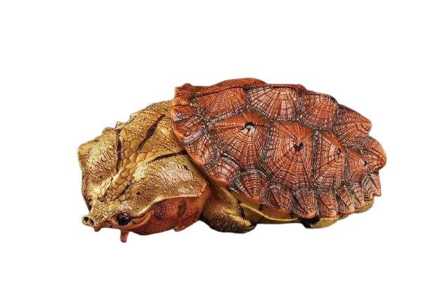 Mata Mata Turtle (Red)
