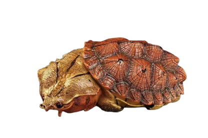 Mata Mata Turtle (Red)