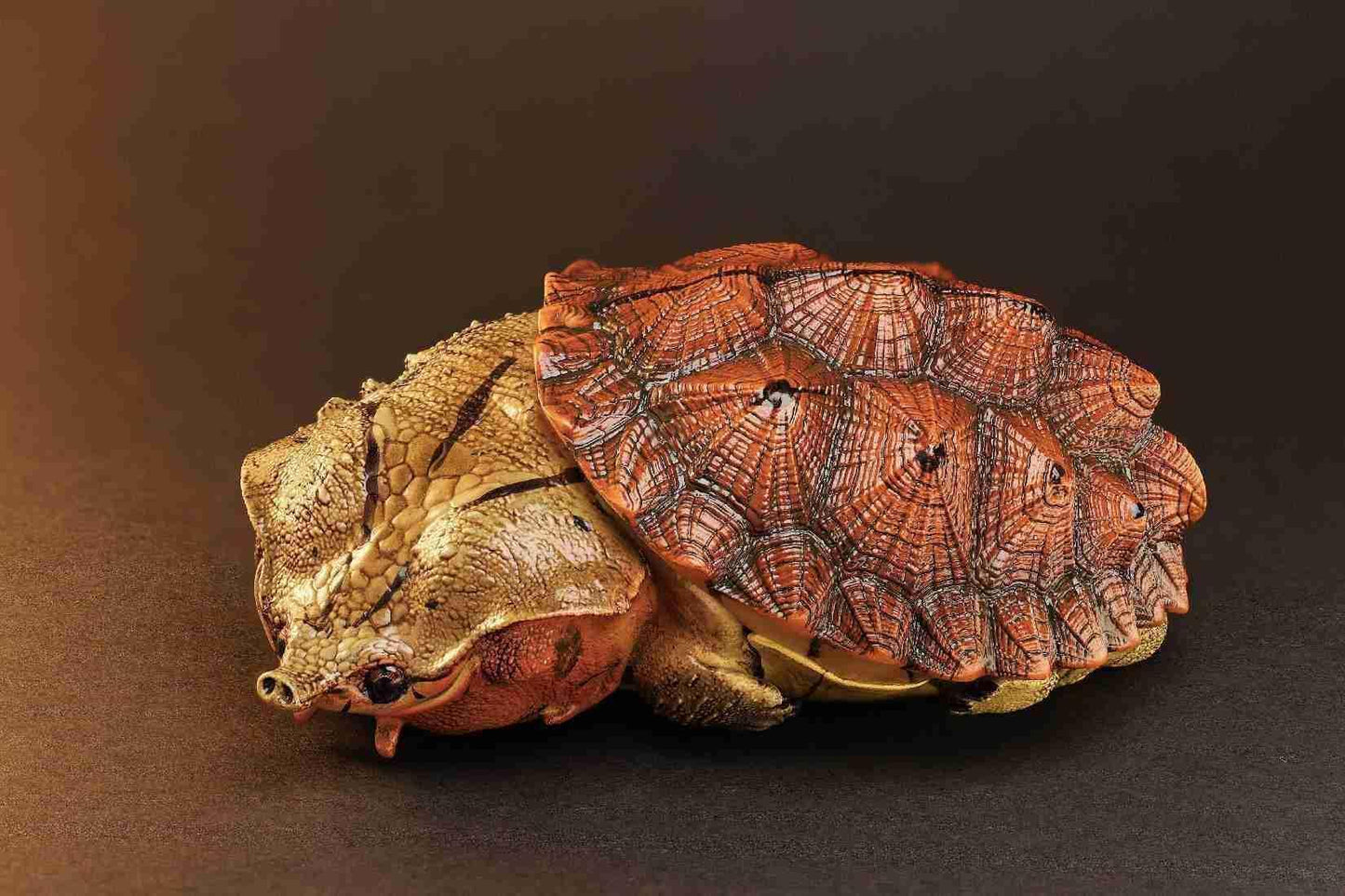 Mata Mata Turtle (Red)