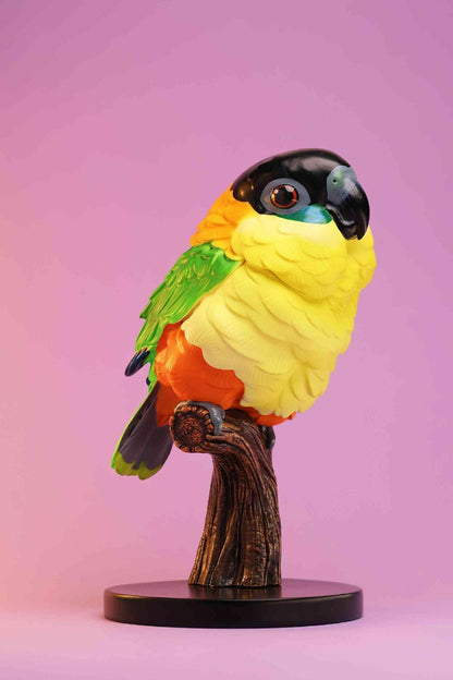 Black-headed Caique | Pionites Melanocephalus