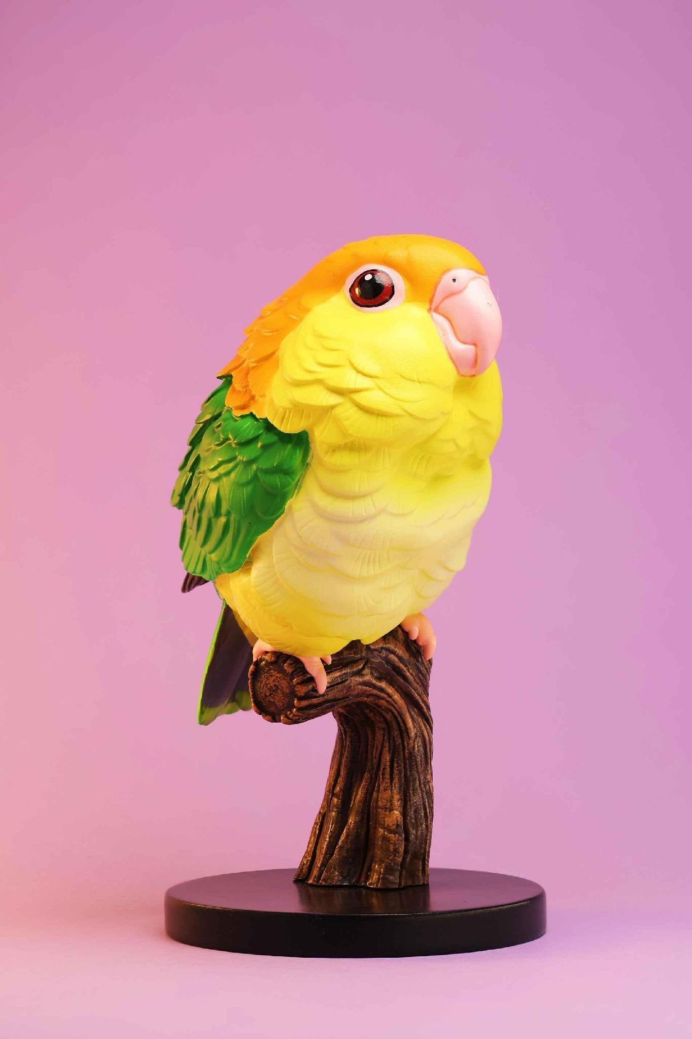 White-bellied Caique | Pionites Leucogaster