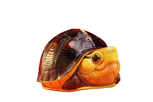 Chinese Box Turtle (Taiwan) | Cuora Flavomarginata