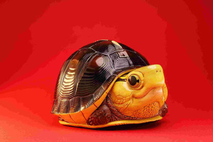 Chinese Box Turtle (Taiwan) | Cuora Flavomarginata