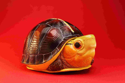 Chinese Box Turtle (Anhui) | Cuora Flavomarginata