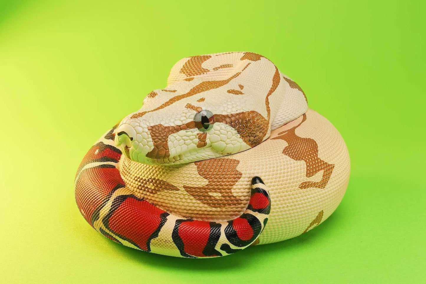 Boa Constrictor Red Tailed (Boa constrictor)