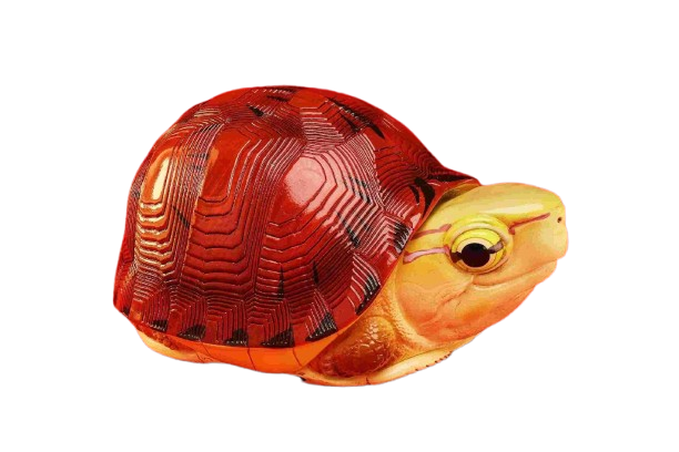 McCord's Box Turtle | Cuora Mccordi