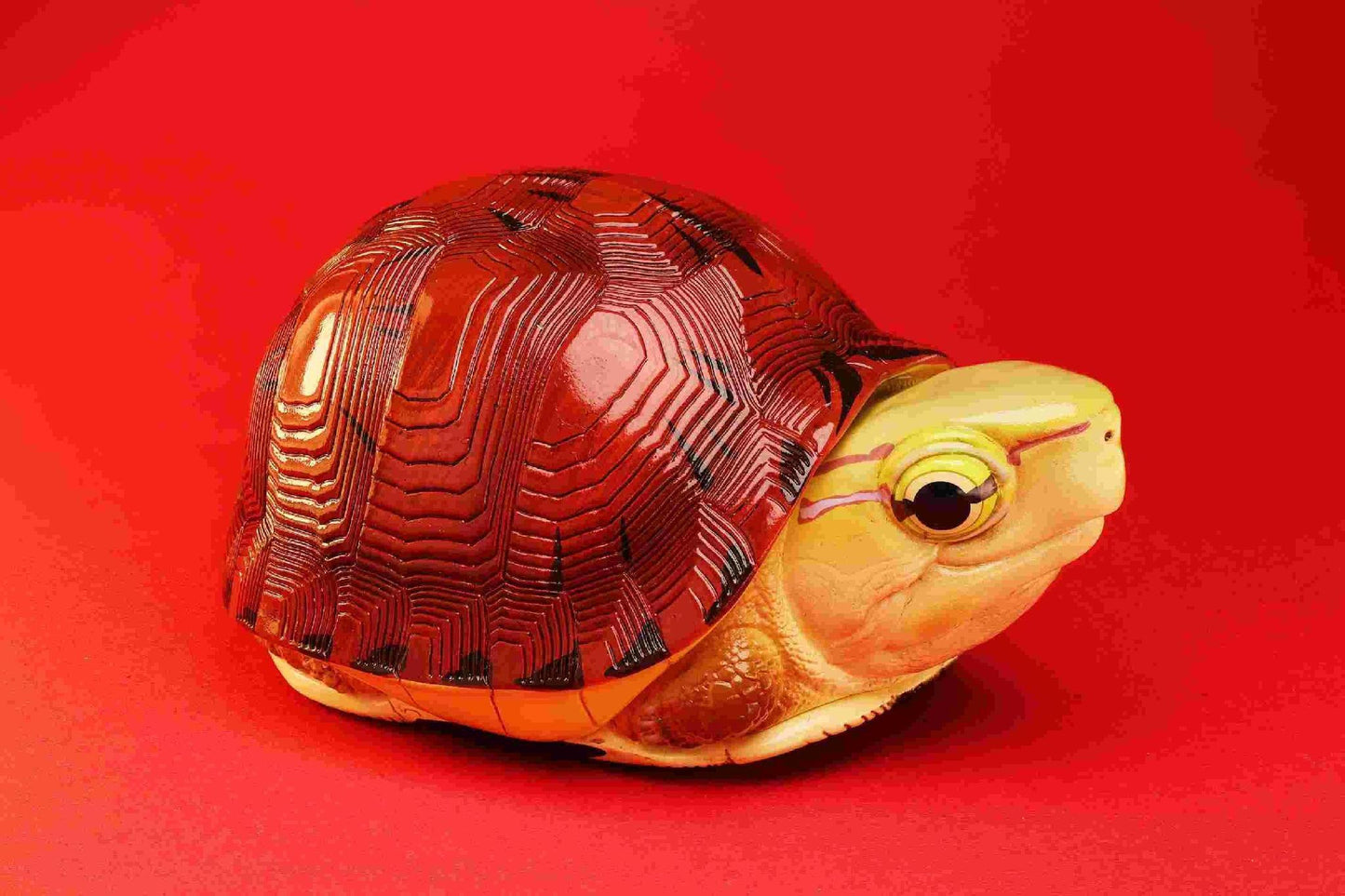 McCord's Box Turtle | Cuora Mccordi