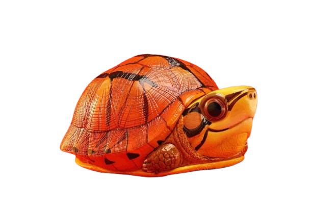 Three-banded Box Turtle | Cuora Trifasciata