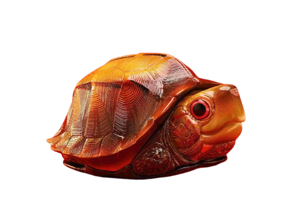 Keeled Box Turtle | Cuora Mouhotii