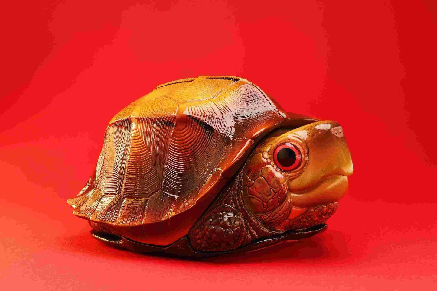 Keeled Box Turtle | Cuora Mouhotii