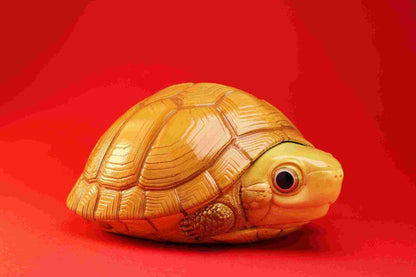 Yellow Pond Turtle | Mauremys Mutica