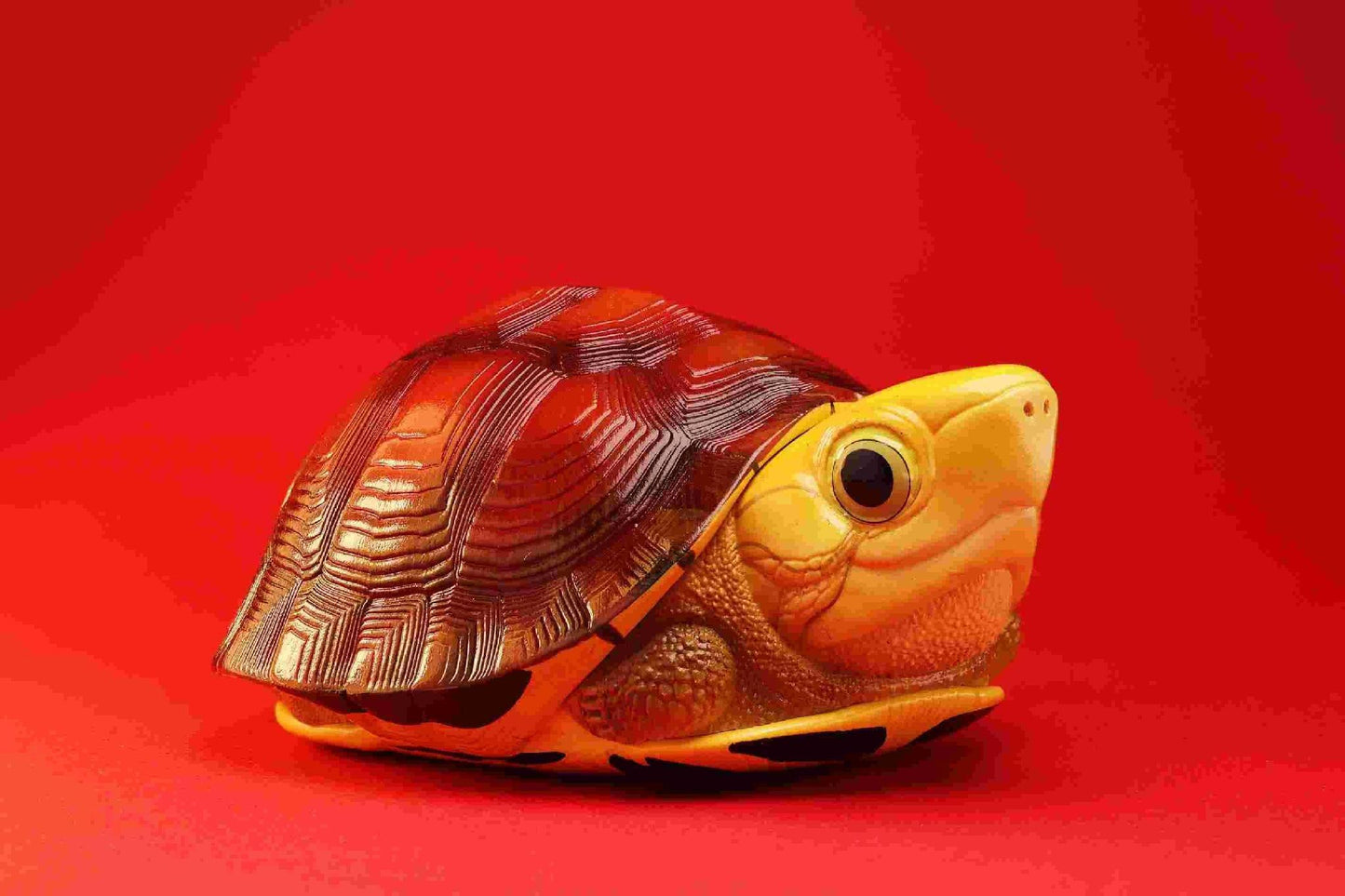 Golden-headed Box Turtle | Cuora Aurocapitata