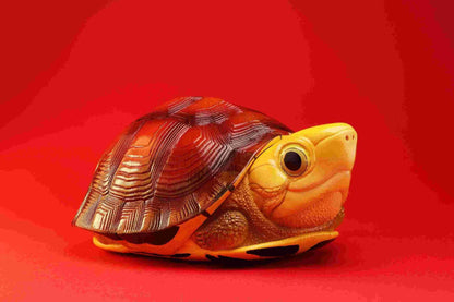 Golden-headed Box Turtle | Cuora Aurocapitata