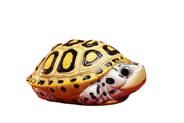 Carolina Diamondback Terrapin | Malaclemys Terrapin