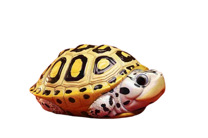 Carolina Diamondback Terrapin | Malaclemys Terrapin