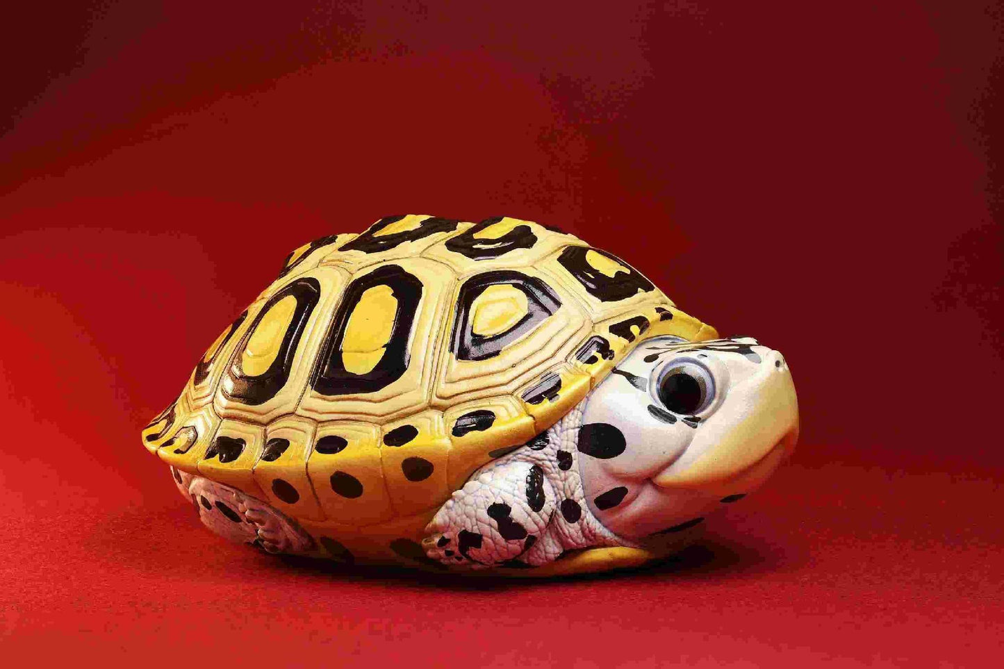Carolina Diamondback Terrapin | Malaclemys Terrapin