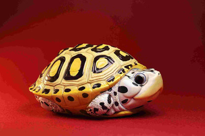 Carolina Diamondback Terrapin | Malaclemys Terrapin