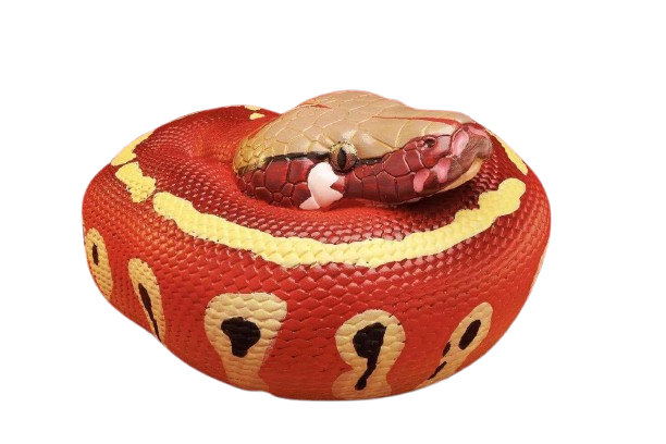 Red Blood Python