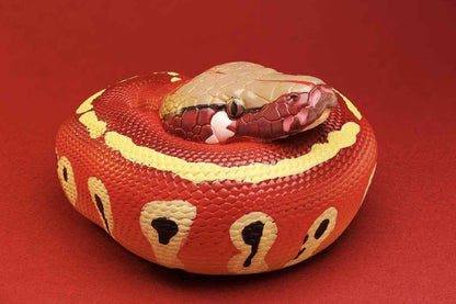 Red Blood Python