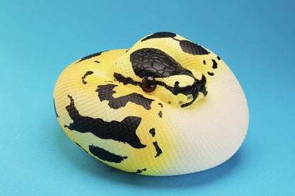 Ball Python Dark (Python regius)