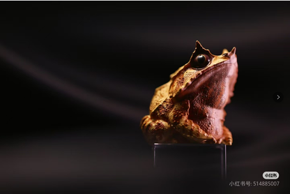 Long-nosed Horned Frog | Pelobatrachus Nasuta