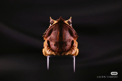Long-nosed Horned Frog | Pelobatrachus Nasuta