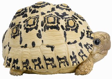 Leopard Tortoise | Stigmochelys Pardalis