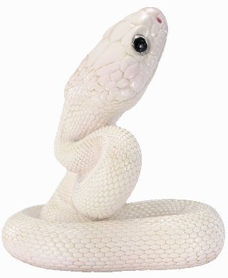 Texas Rat Snake ( Leucistic )| Elaphe Obsoleta