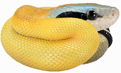 Beauty Rat Snake | Elaphe Taeniura Ridleyi