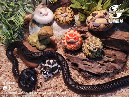 Python regius | Ball python