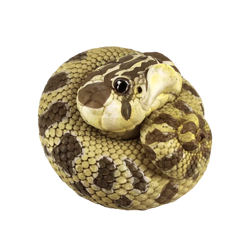 Eterodon nasicus / Western hognose snake