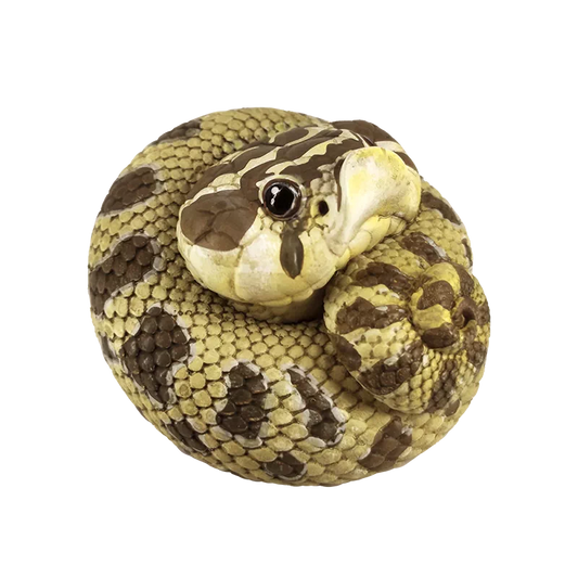 Eterodon nasicus / Western hognose snake