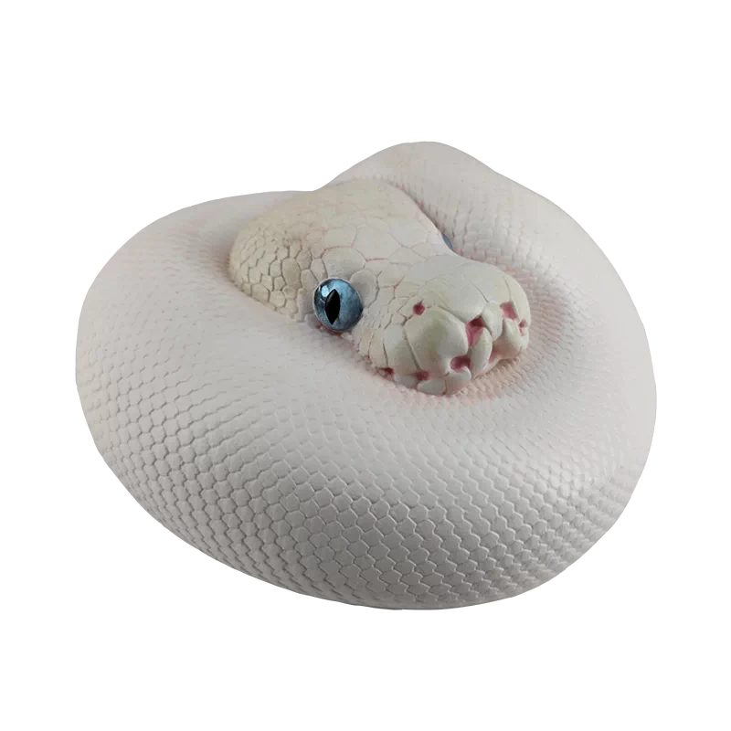 Python regius | Ball python