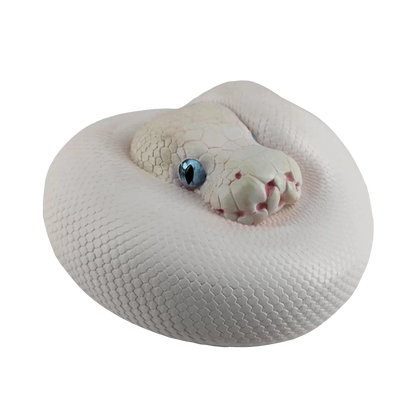 Python regius | Ball python