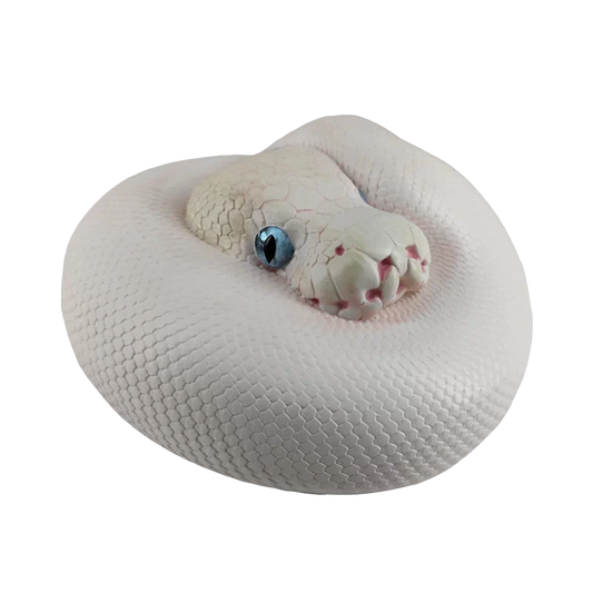 Python regius | Ball python