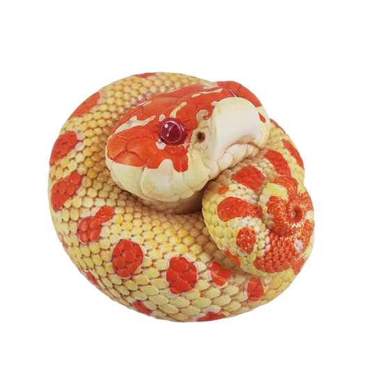 Eterodon nasicus / Western hognose snake