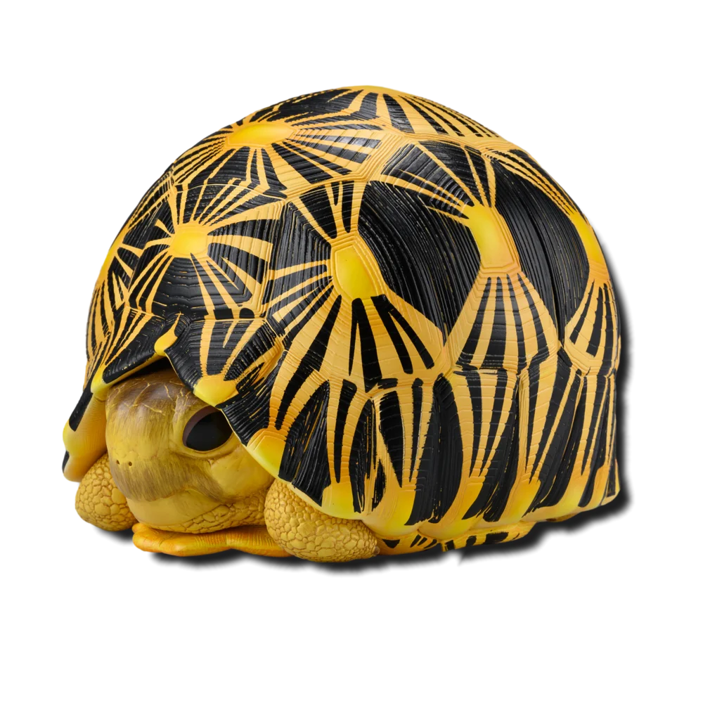 Radiated Tortoise | Astrochelys Radiata